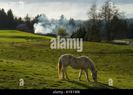 Pferde grasen auf ein Feld mit ein kleines Feuer in der Ferne Stockfoto