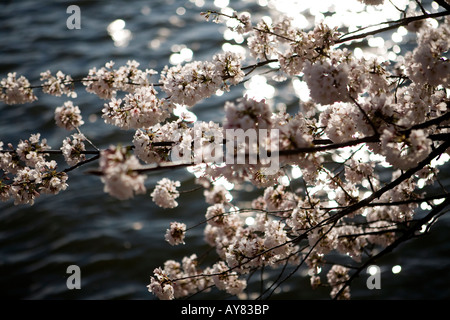 Kirschblüten hängen über dem Wasser während der jährlichen Kirschblütenfest am Mittwoch, 2. April 2008 in Washington, DC. Stockfoto