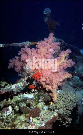 Ägypten Rotes Meer-Besiedlung der WW2 Wrack der Thistlegorm von Schwämmen und Korallen sechs Monate nach der Wiederentdeckung Stockfoto