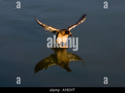 Weibliche Stockente (Anas Platyrhynchos) Landung Stockfoto