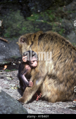 Berberaffe Affen Zoo von Edinburgh Stockfoto