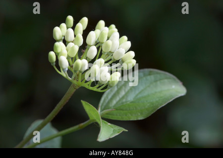 Hartriegel Cornus sanguineaund Blütenstand Stockfoto