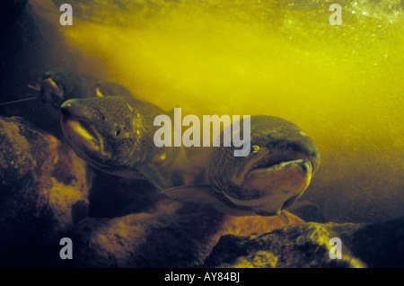 Saumon Atlantique am Moisie River Quebec Kanada Atlantischen Lachs SALMO SALAR Tier aquatische atlantischen backboned Closeup cl Stockfoto