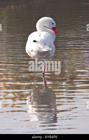 Cosdcoroba Schwan am Standort in Slimbridge Wildfowl und Feuchtgebiete Vertrauen Stockfoto