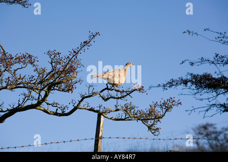 UK Yorkshire Holmfirth Tierwelt Herbst weiblichen Fasan Phasianus Colchicus ernähren sich von Beeren in Baum Stockfoto