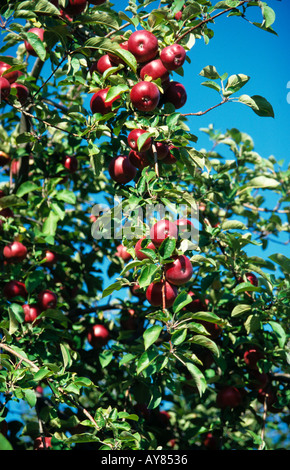bereit für die Kommissionierung amerikanische Rote Äpfel auf dem Zweig vor blauem Himmel Stockfoto
