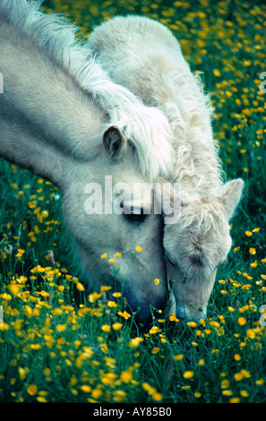 Palomino Miniatur Stute und Fohlen Stockfoto