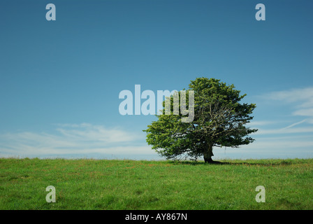 Einen einzigen, hellen grünen Baum auf einem Niveau, grasbewachsenen Horizont gegen ein strahlend blauer Himmel. Stockfoto
