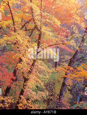 Herbstlaub Gans Creek Wild Bereich Rock Brücke State Park in Missouri Stockfoto