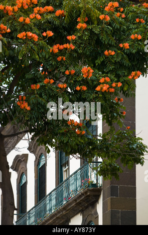 Afrikanischer Tulpenbaum, Funchal, Madeira Stockfoto