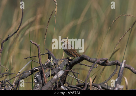 Savannah Sparrow Passerculus Sandwichensis thront auf Toten Ast auf Grünland am French Creek Vancouver Island BC im September Stockfoto