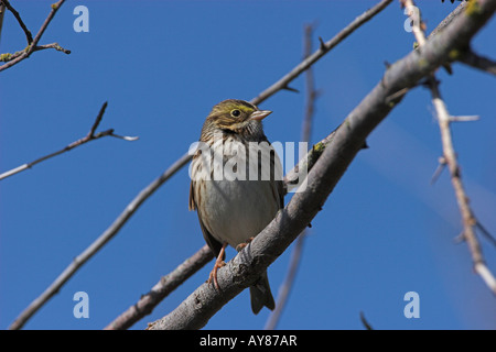 Savannah Sparrow Passerculus Sandwichensis thront auf Weißdorn Zweig in Nanaimo River Mündung Vancouver Island BC im August Stockfoto