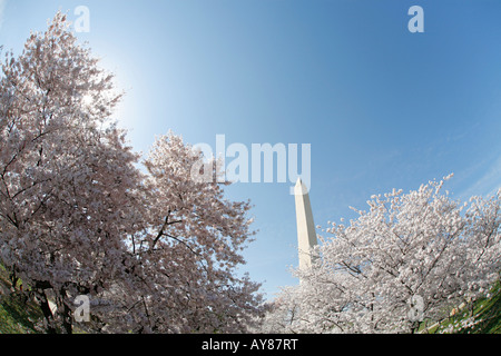 Kirschblüten, Washington Monument, Washington DC, USA Stockfoto