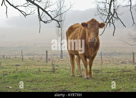 Kuh auf dem Bauernhof an einem nebeligen Tag Stockfoto