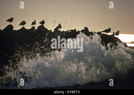 Möwen sitzen auf Felsen über stampfenden Surfen Stockfoto