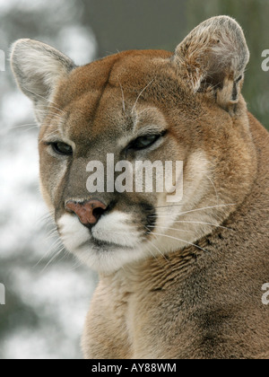 Das Staatsoberhaupt eine Gefangenschaft Berglöwen, Cougar, Puma, Panther, Catamount, Puma Concolor sieht direkt an den Stein-Zoo Stockfoto