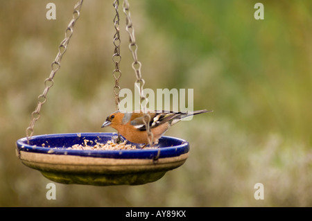 Männlichen Buchfinken (Fringilla Coelebs) Stockfoto