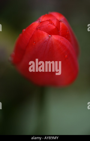 TULPE (Tulipa linifolia) Stockfoto