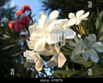 Weißer und rosafarbener Oleander Nerium oleander Stockfoto