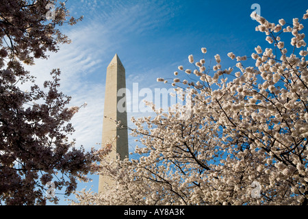 Das Washington Monument erhebt sich über die Blumen während der Cherry Blossom Festival in Washington, DC. Stockfoto