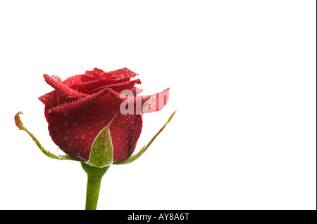 Einzelne rote Rose in Wassertropfen auf weiß bedeckt Stockfoto