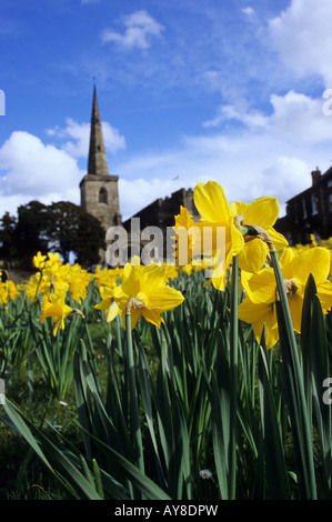 Narzissen von Astbury Kirche in der Nähe von Congleton Stockfoto