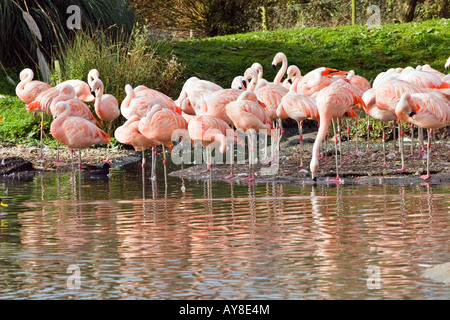 Anden Flamingos am Standort in Slimbridge Wildfowl und Feuchtgebiete Vertrauen Stockfoto