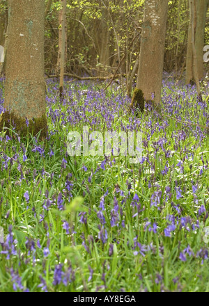 Glockenblumen, Hyacinthoides non-Scripta, Foxley Wood die größten verbleibenden Block des alten Waldes in Norfolk UK Stockfoto