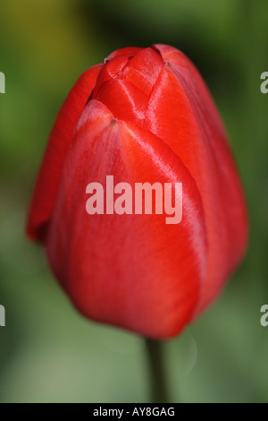 TULPE (Tulipa linifolia) Stockfoto