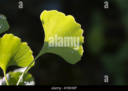 Ginkgo-Blatt mit Tau fällt, Nahaufnahme Stockfoto