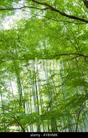 Bäume und Bambus wächst im Wald Stockfoto