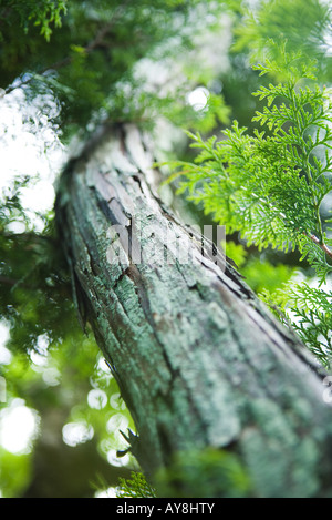 Baum und Laub, niedrigen Winkel Ansicht, Nahaufnahme Stockfoto