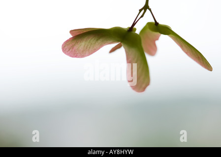 Samenkapseln hängend, Nahaufnahme Stockfoto
