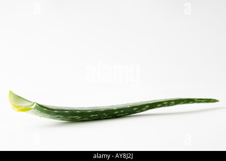 Eine Nahaufnahme einer Aloe-Vera-Pflanze. Die Pflanze hat dicke, fleischige  Bltter, die in einer Rosette angeordnet sind. Die Bltter sind grn mit  weien Flecken, und sie h Stockfotografie - Alamy