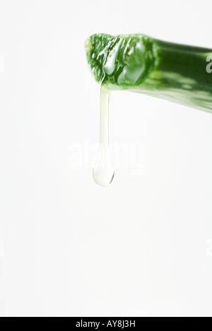 Tropfen Aloe Vera Blatt, close-up Stockfoto