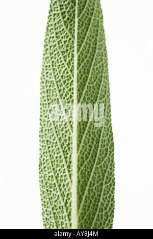 Salbeiblatt, close-up Stockfoto