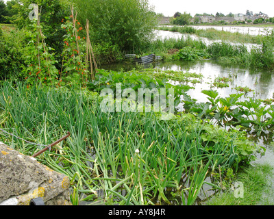 Gemüsegarten in Fairford Mühle mit den Fluss Coln im Hintergrund Hochwasser in das angrenzende Feld überflutet Stockfoto