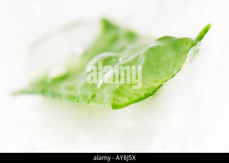 In Scheiben geschnittenen Aloe Vera Blatt und Gel, close-up Stockfoto