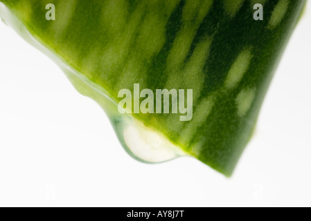 Aloe Vera Slice, extreme Nahaufnahme Stockfoto