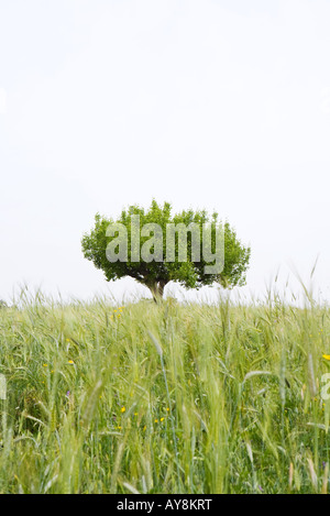 Einsamer Baum wächst im Feld Stockfoto