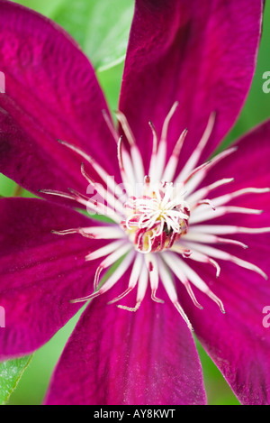 Clematis-Blume, erhöhte Ansicht, Nahaufnahme Stockfoto