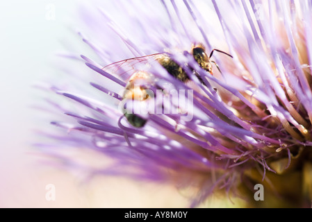 Biene auf Distel Blume, extreme Nahaufnahme Stockfoto