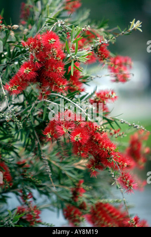 Crimson Bottlebrush gemeinsame winterhart australische Strauch Melbourne Victoria Stockfoto