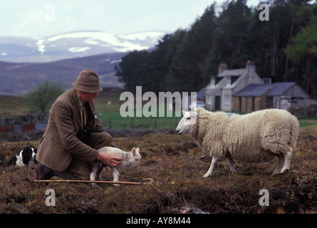 Lambing Saison Hügelbauer traditioneller Schäfer mit seinem Schafhund eine Ewe und ihr Lamm. Scottish Borders Schottland 1980er Jahre UK HOMER SYKES Stockfoto