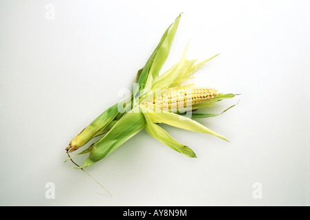 Corn Cob, weißer Hintergrund Stockfoto