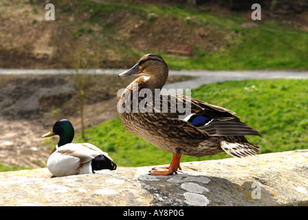 Ein paar Mallard Enten sitzen auf der Brücke über den Fluss Teme in Ludlow, Shropshire, England. Stockfoto