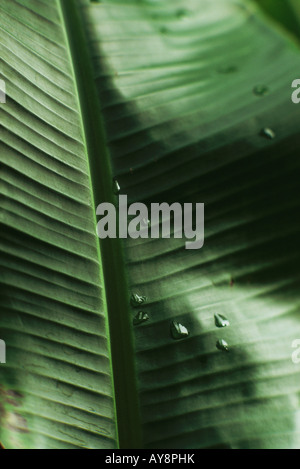 Tautropfen auf Palm Leaf, extreme Nahaufnahme Stockfoto