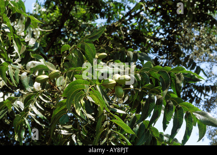 Pekannüsse wächst am Baum, Nahaufnahme Stockfoto