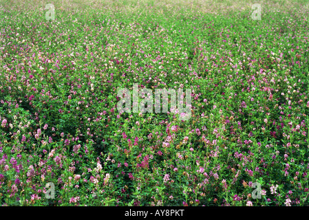 Wildblumen im Feld wachsen Stockfoto