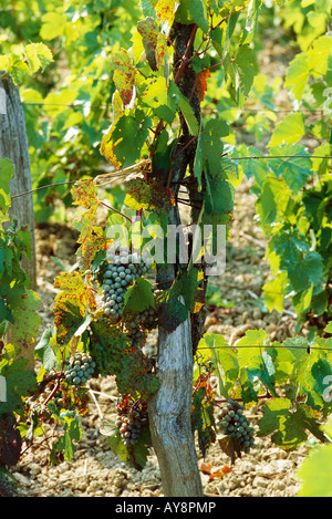 Weiße Trauben wachsen auf Weinstock, Nahaufnahme Stockfoto